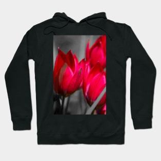 Vibrant tulips Hoodie